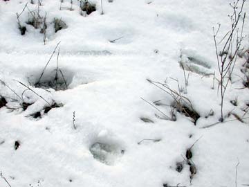 Vadállat-nyomok a hóban...