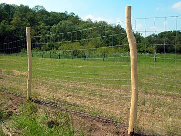 Vadháló kerítés