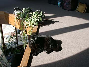 Napfürdőző macskák