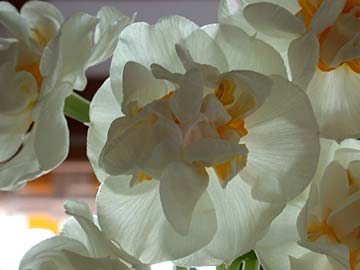 Narcissus 'Bridal Gown'