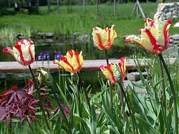 Gyűrött szirmú tulipán