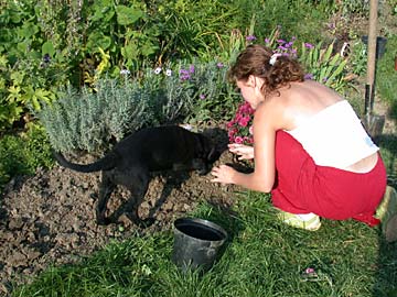 Kajla segít a kerti munkában