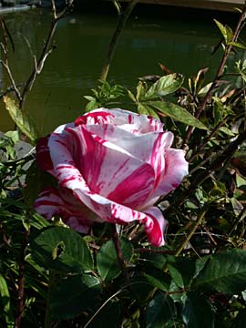 Cirmos rózsa