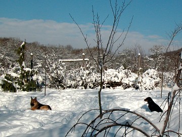 Kutyafülűek a hóban